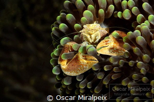 porcelain crab by Oscar Miralpeix 
